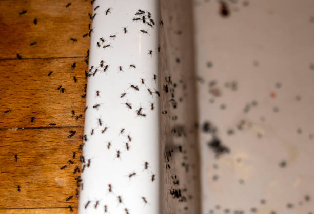 Pest Control for Restaurants in Trinity, AL