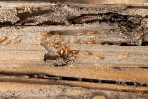 Best Pest Control for Restaurants  in Trinity, AL