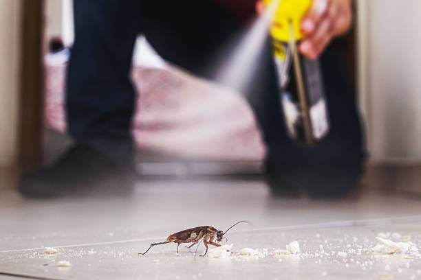 Best Affordable Pest Control Services  in Trinity, AL