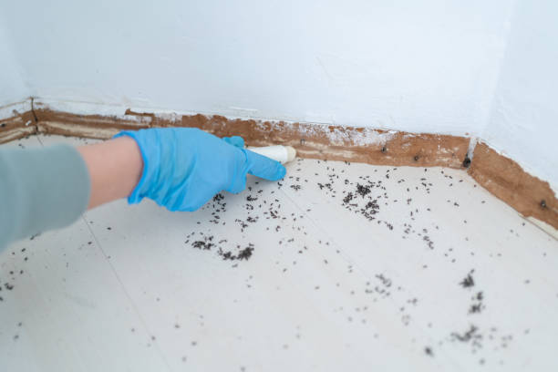 Best Ant Control Services  in Trinity, AL